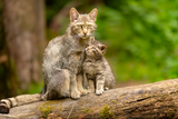 Wildkatze oder Hauskatze?